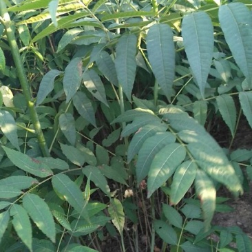 香椿苗80cm以上大棚