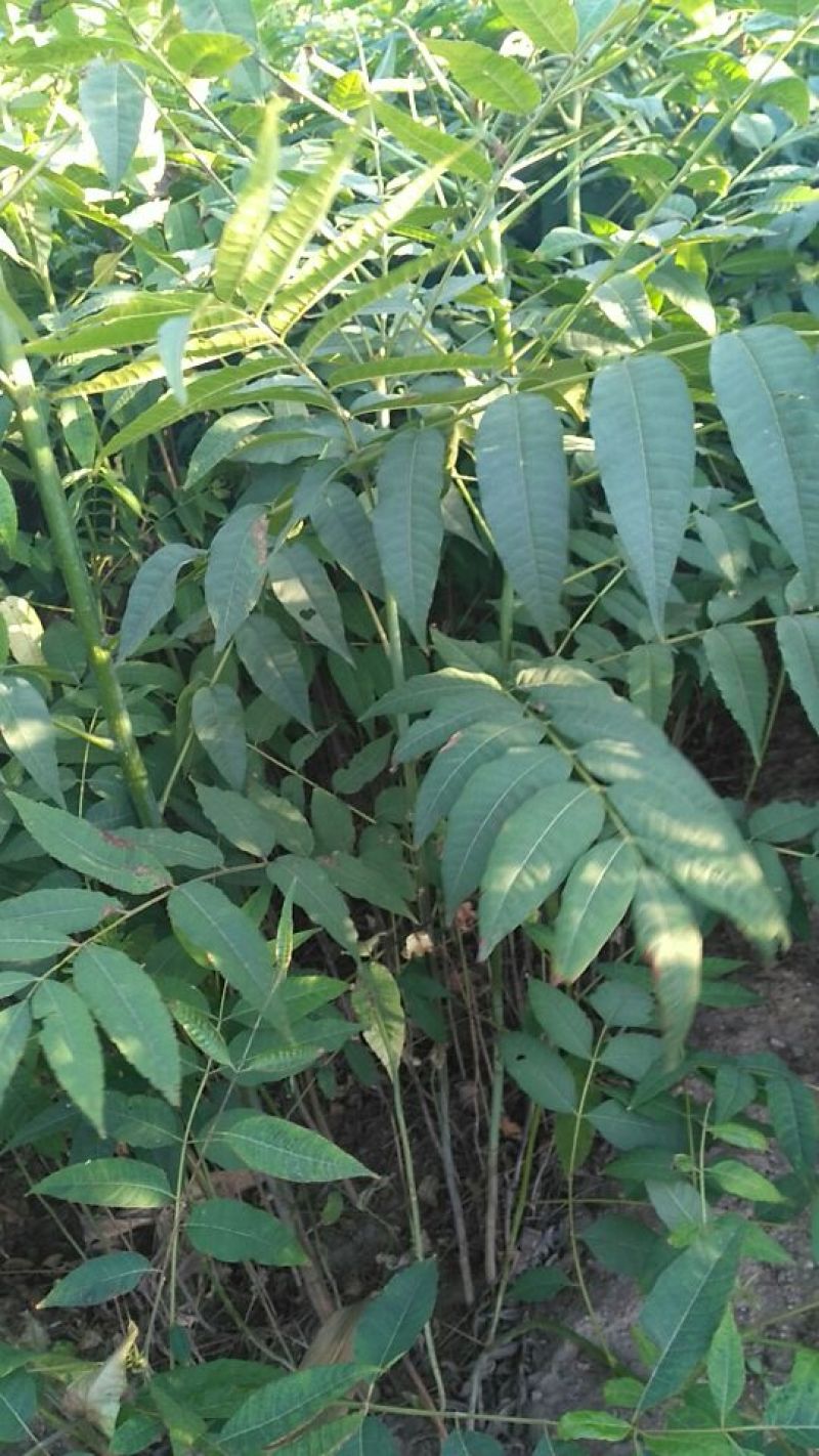 香椿苗80cm以上大棚