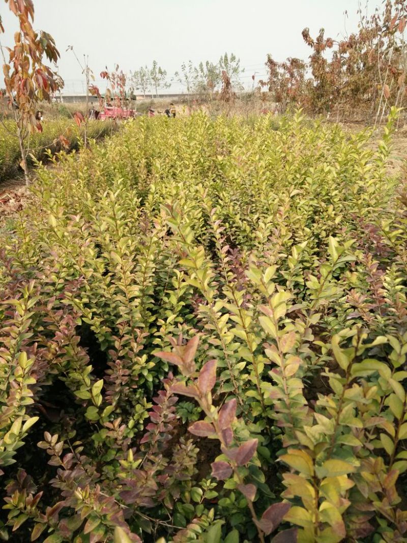 金叶女贞4cm以下