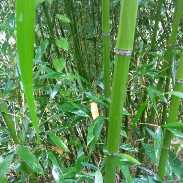 毛竹3~4cm6米以上
