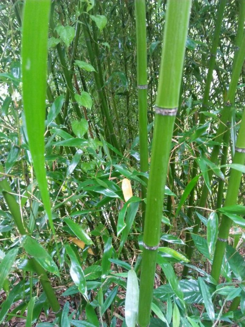 毛竹3~4cm6米以上