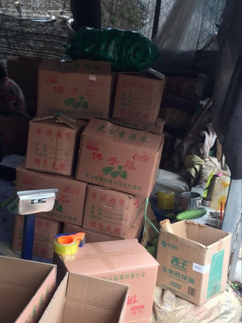佛手瓜，优质山东货源精品，网套加泡沫箱等