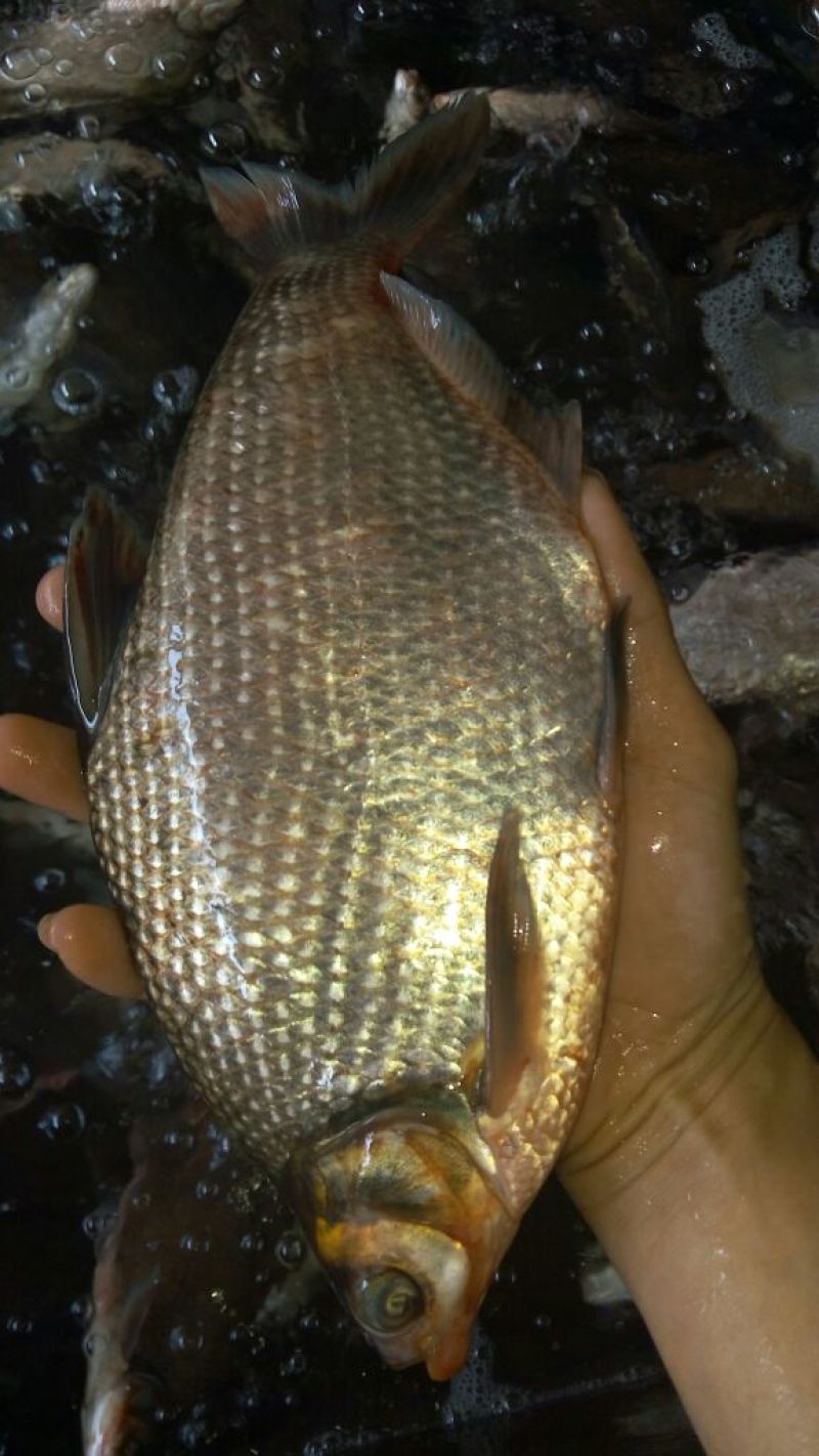 方正银鲫食用