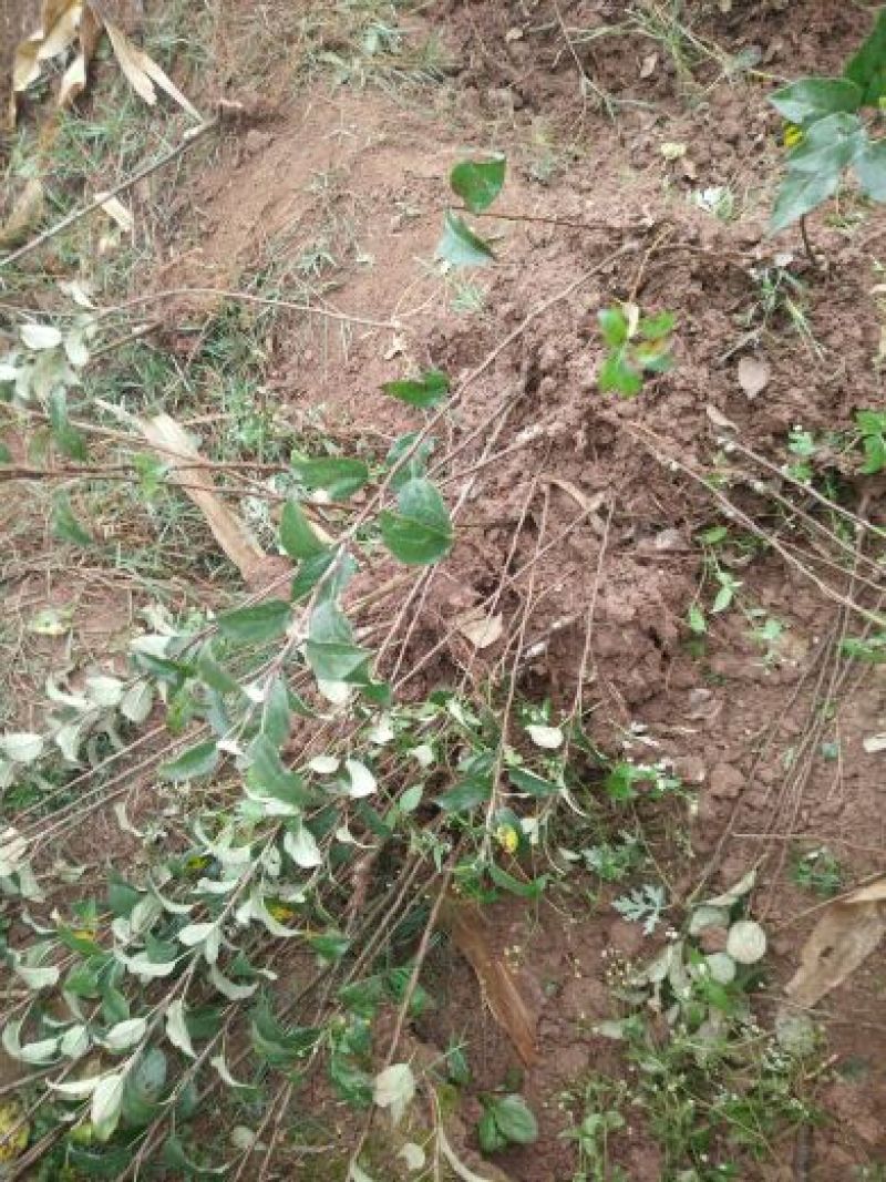红肉苹果树苗免费提供种植技术