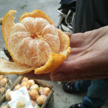 椪柑7~7.5cm