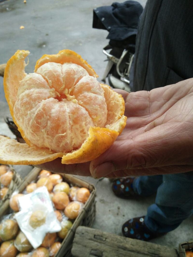 椪柑7~7.5cm