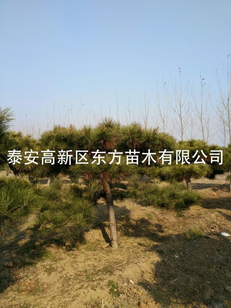 造型松14公分