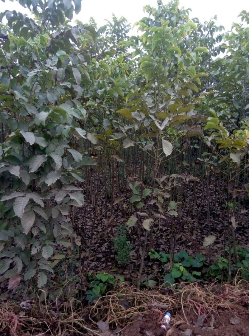 核桃苗二年苗100~150cm