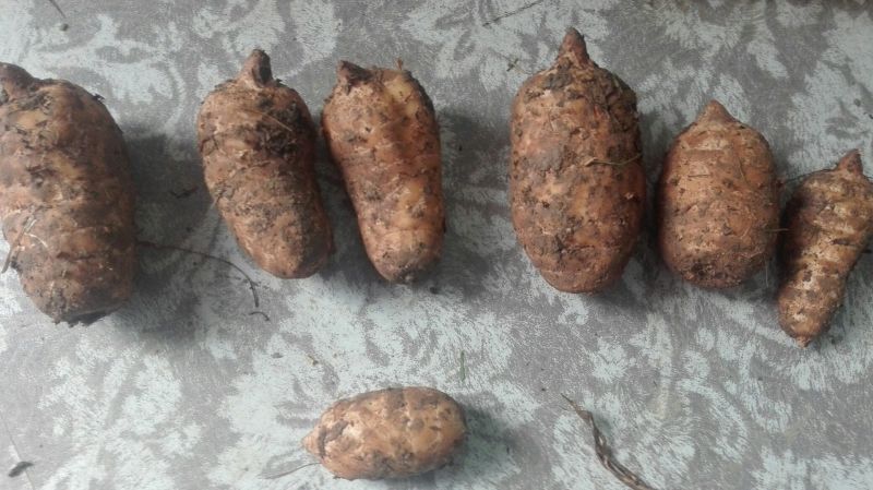【实力推荐】湖北新鲜天麻统货大量现货批发货源足价格低