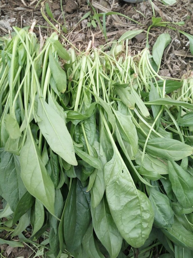 秋菠菜10~15厘米