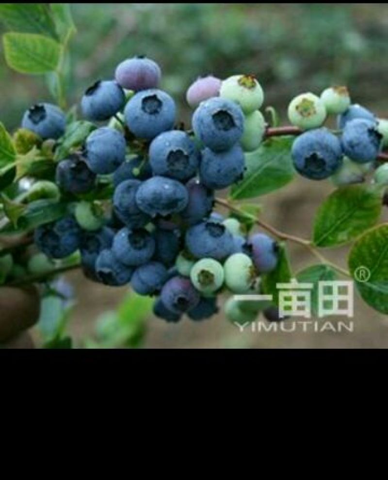 蓝莓12~14mm以上