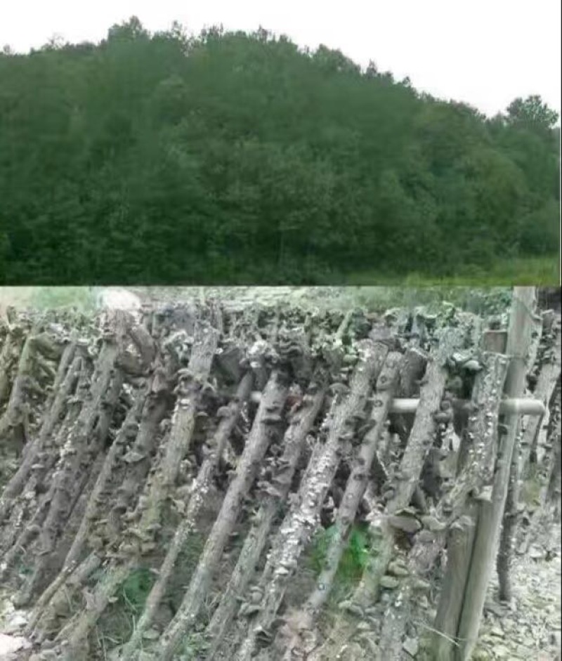 木耳