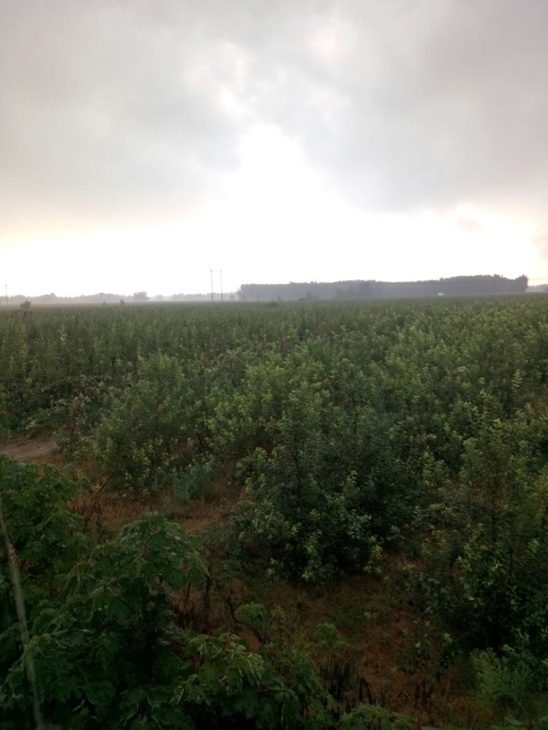 晚秋黄梨纸加膜