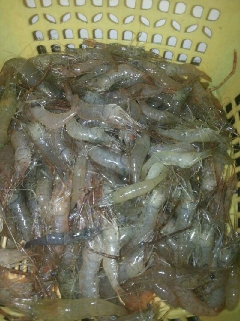 河虾活虾16~20只/kg