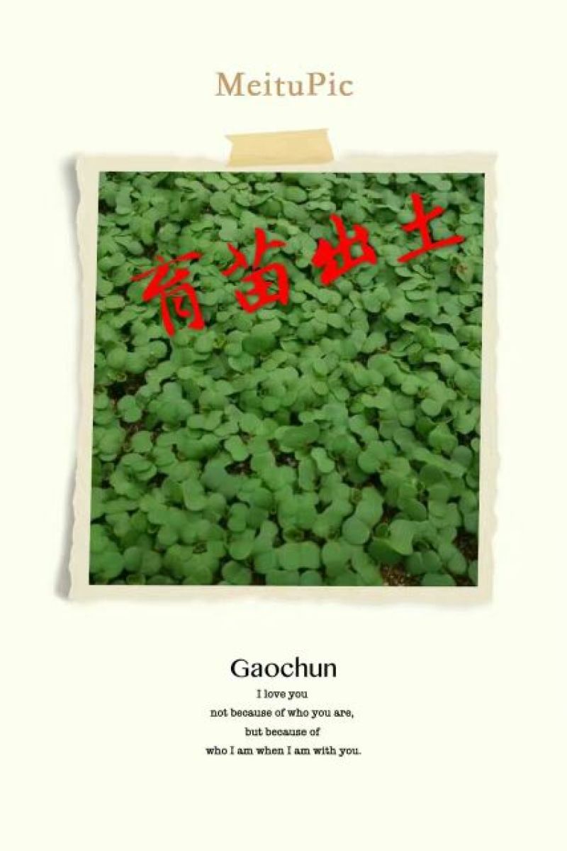 压榨菜籽油一级