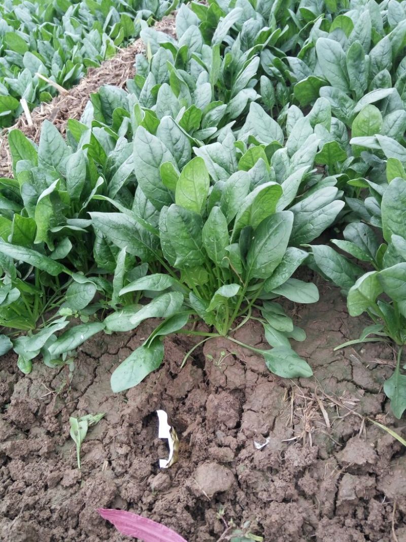 菠菜20~25厘米