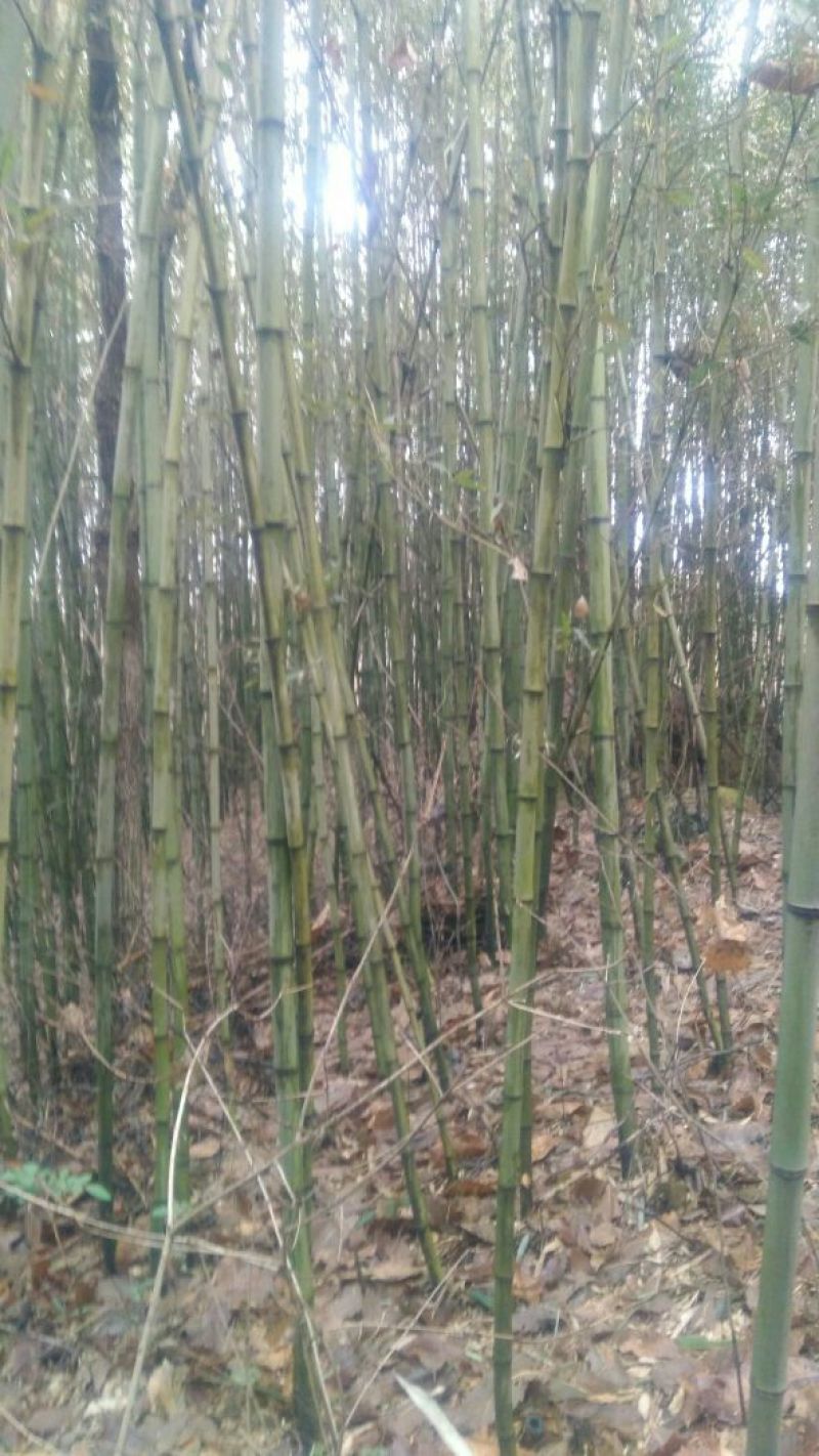 绿竹5~6m