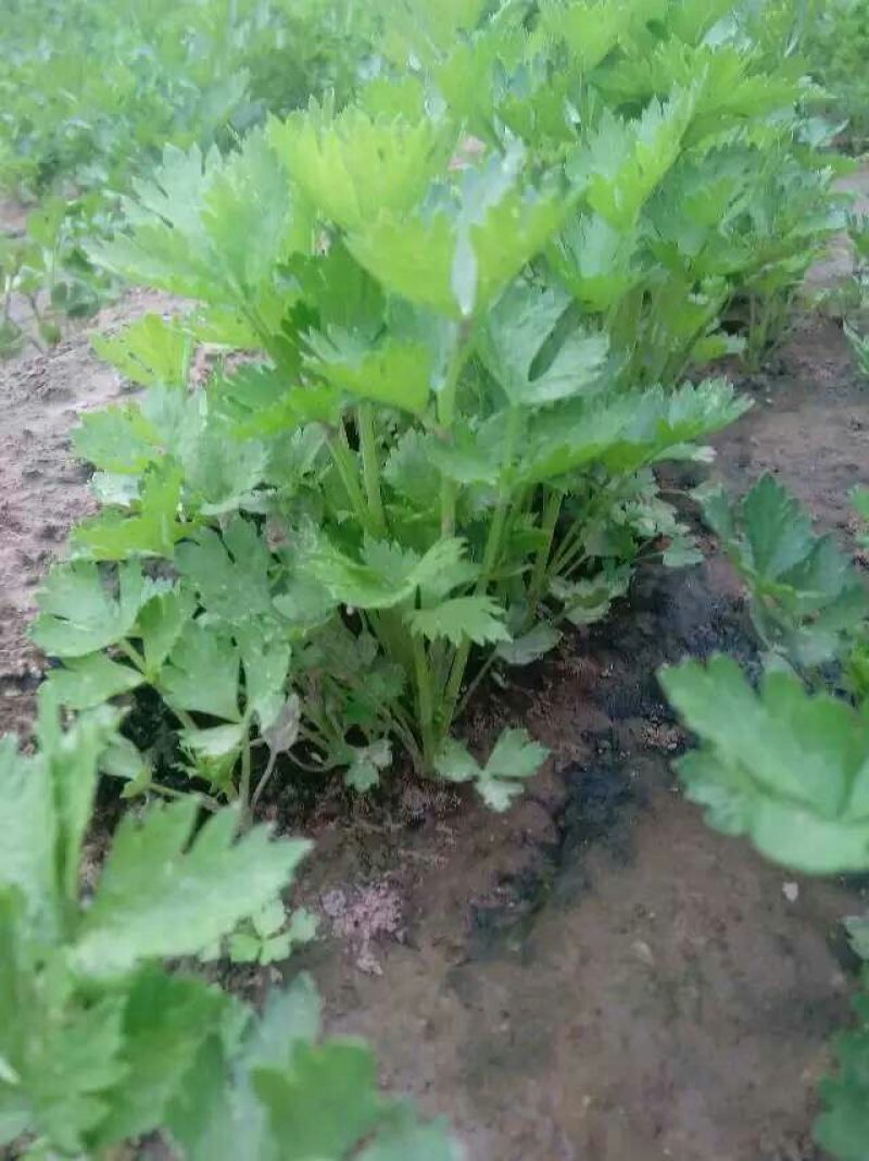西芹苗，芹菜苗