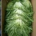 苦菊15~20cm