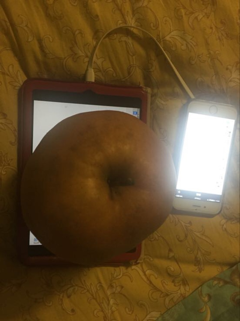 晚秋黄梨