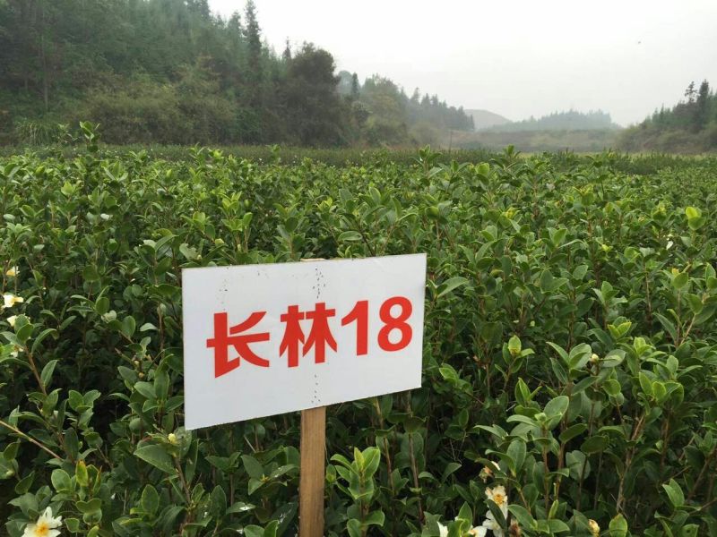 长林油茶苗10~29cm