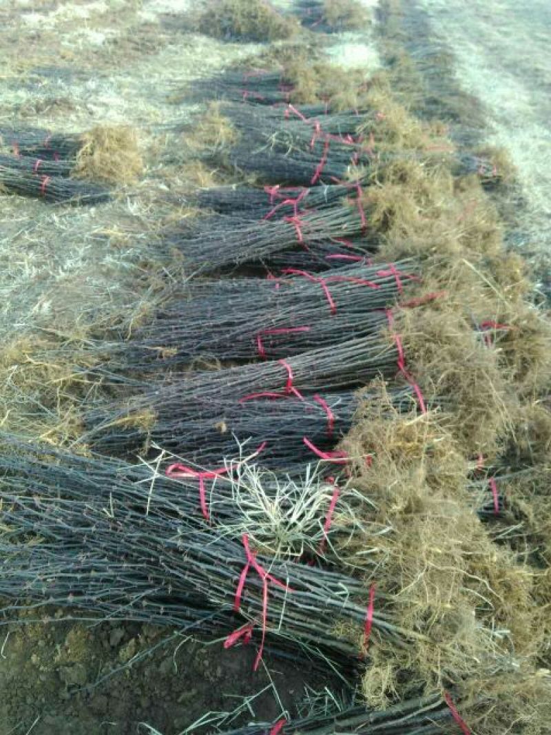 花椒苗大红袍花椒苗花椒苗基地花椒苗批发花椒苗新品种