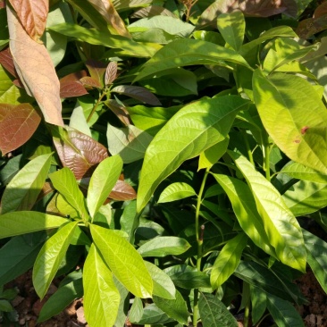 牛油果苗30~50cm