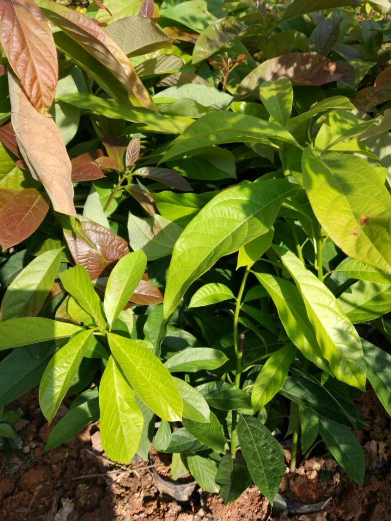 牛油果苗30~50cm