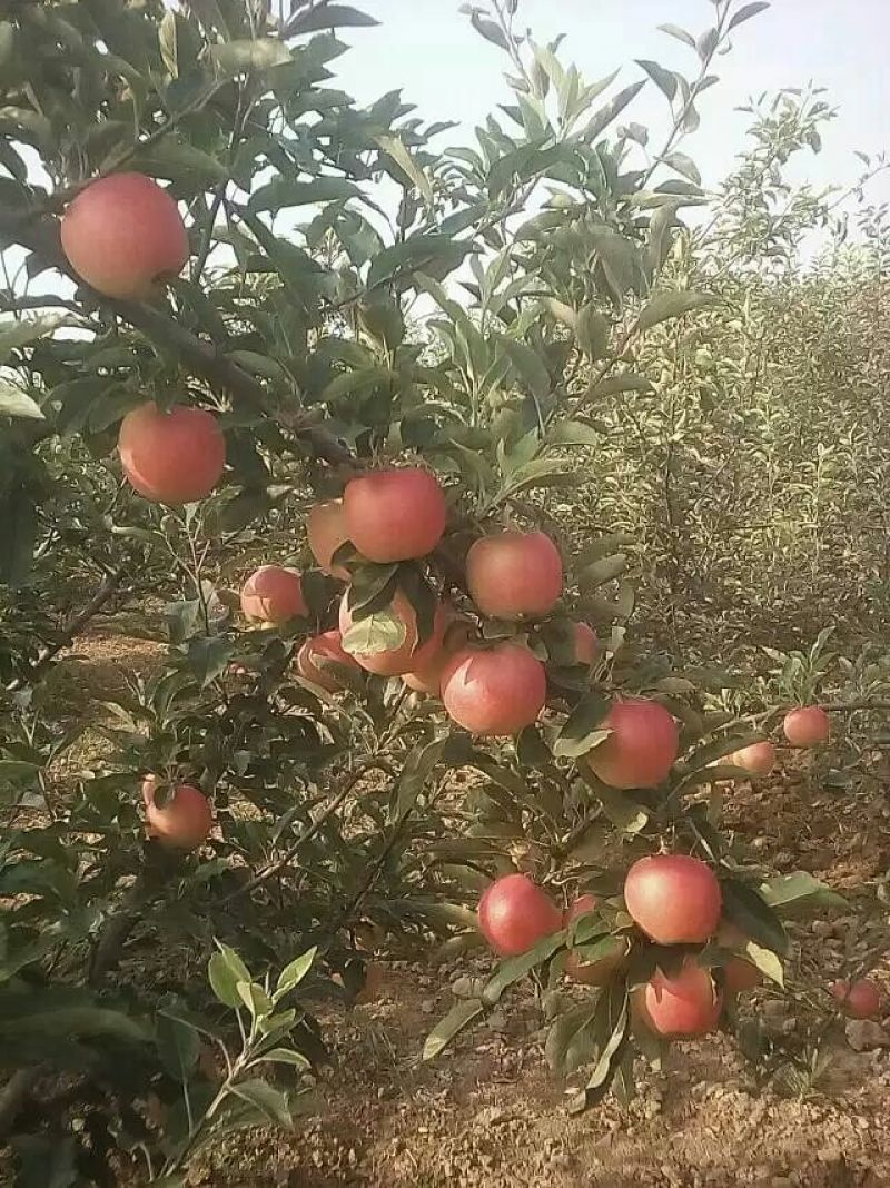 陕西省大荔县膜袋红富士苹果，纸袋红富士苹果价格