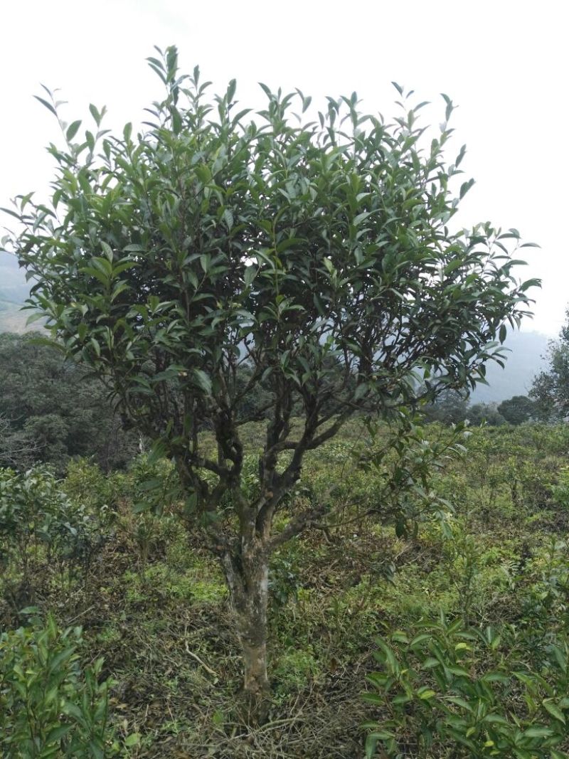 古树普洱茶特级