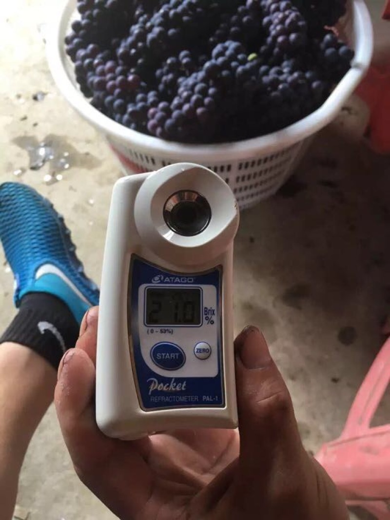 巨峰葡萄