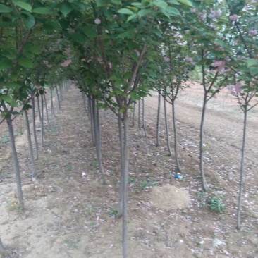 樱花4cm以下，5-15公分的樱花工程树苗，随时发货。