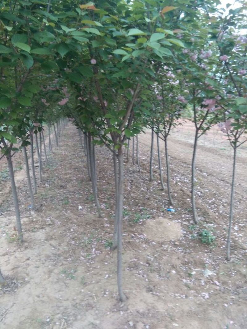 樱花4cm以下，5-15公分的樱花工程树苗，随时发货。