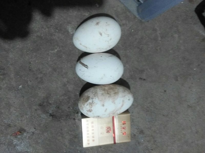 土鹅蛋食用