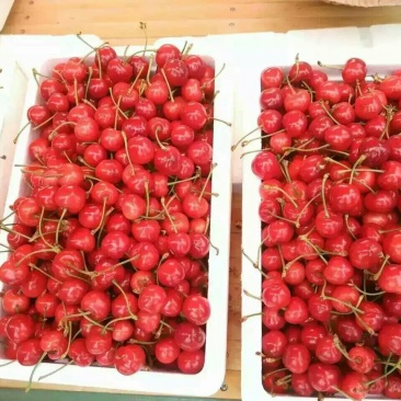 矮化樱桃苗2年定杆50~80cm苗,3分枝