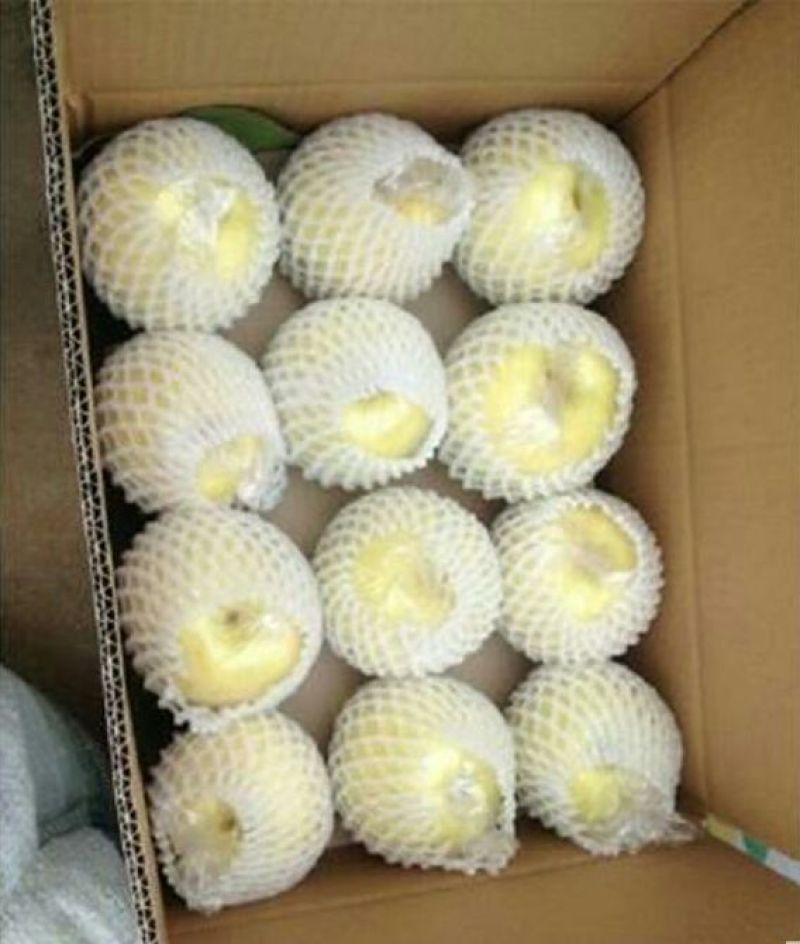 黄金梨150~200g纸袋