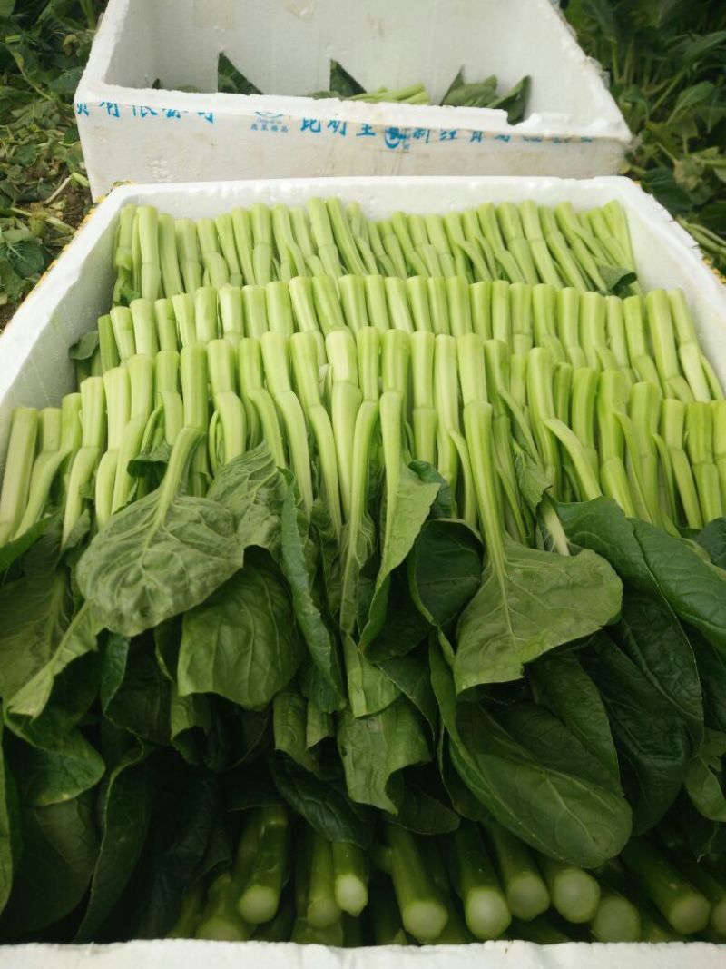 蔬菜