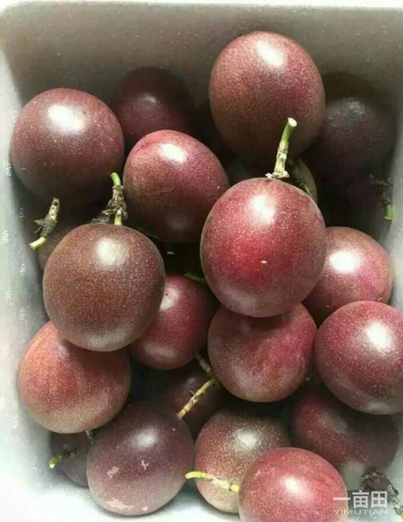 百香果苗10~20cm