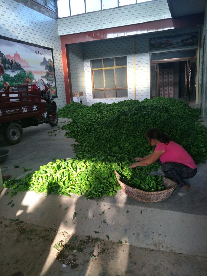 精品螺丝椒10~15厘米，质量上乘，产地直供，欢迎选