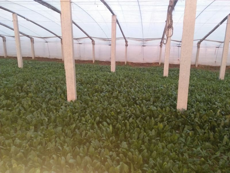 名门菠菜