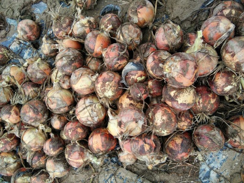 黄皮洋葱8厘米以上