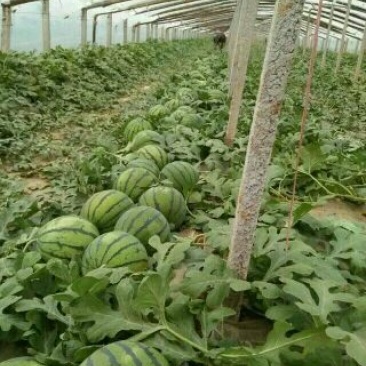 双星西瓜8斤打底9成熟1茬