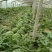 双星西瓜8斤打底9成熟1茬