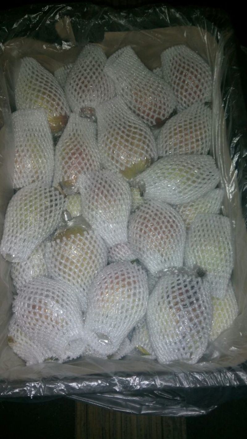 红香酥梨400~450g膜袋
