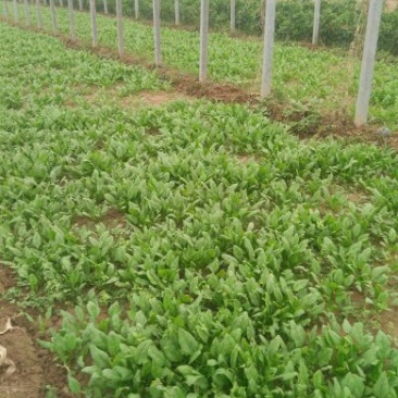 越冬菠菜15~20厘米