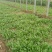 越冬菠菜15~20厘米