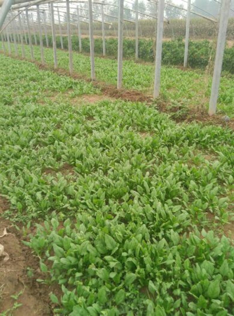 越冬菠菜15~20厘米