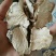 黑玛卡黑色