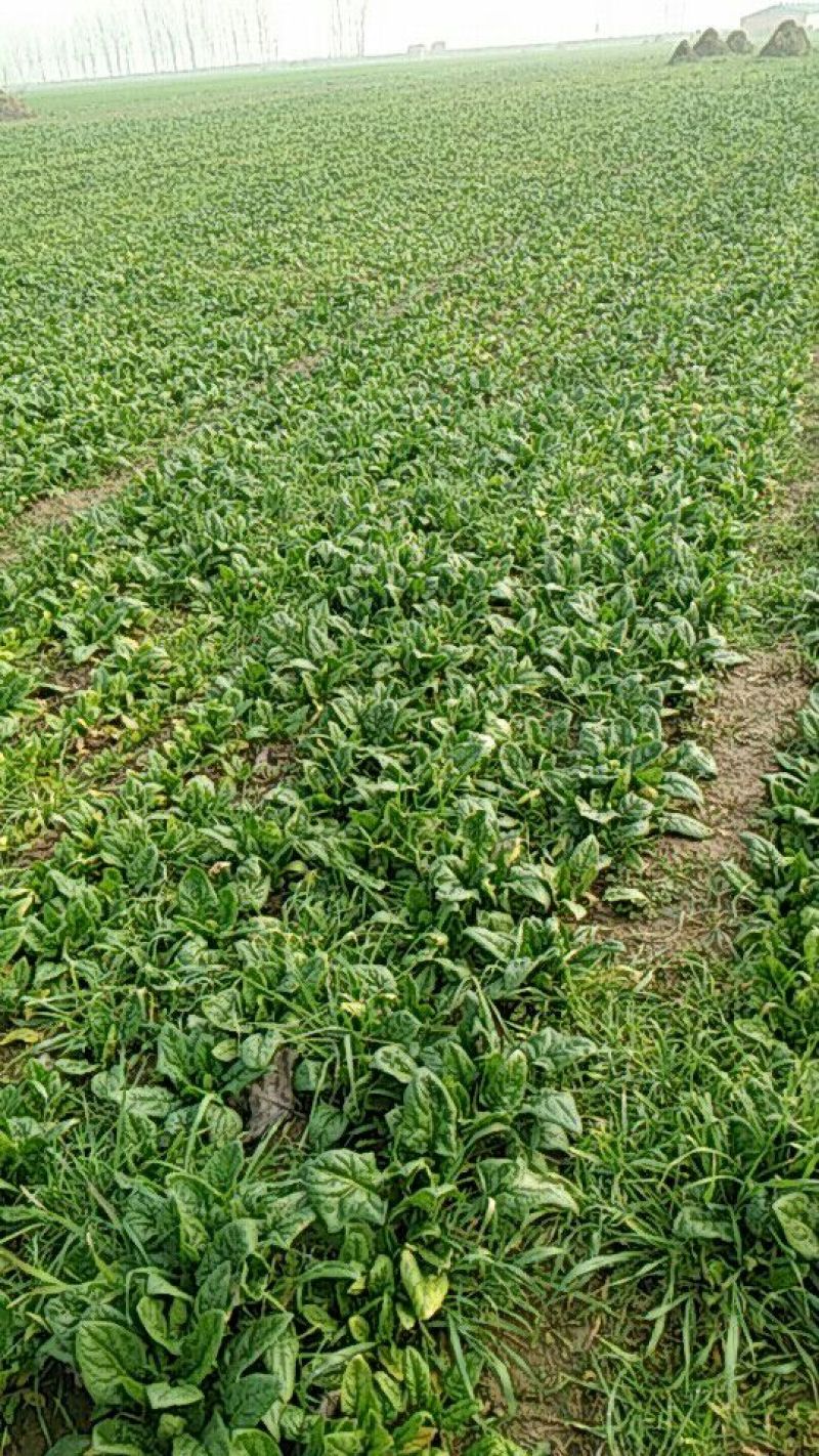 大叶菠菜20~25厘米