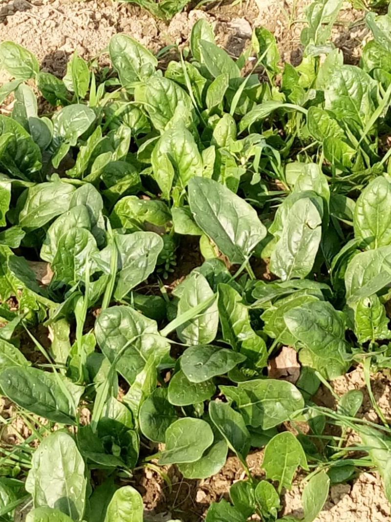 越冬菠菜15~20厘米